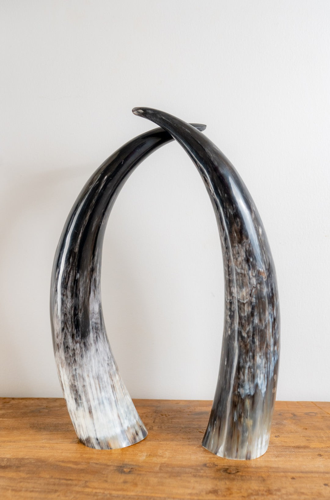 Ankole Horn