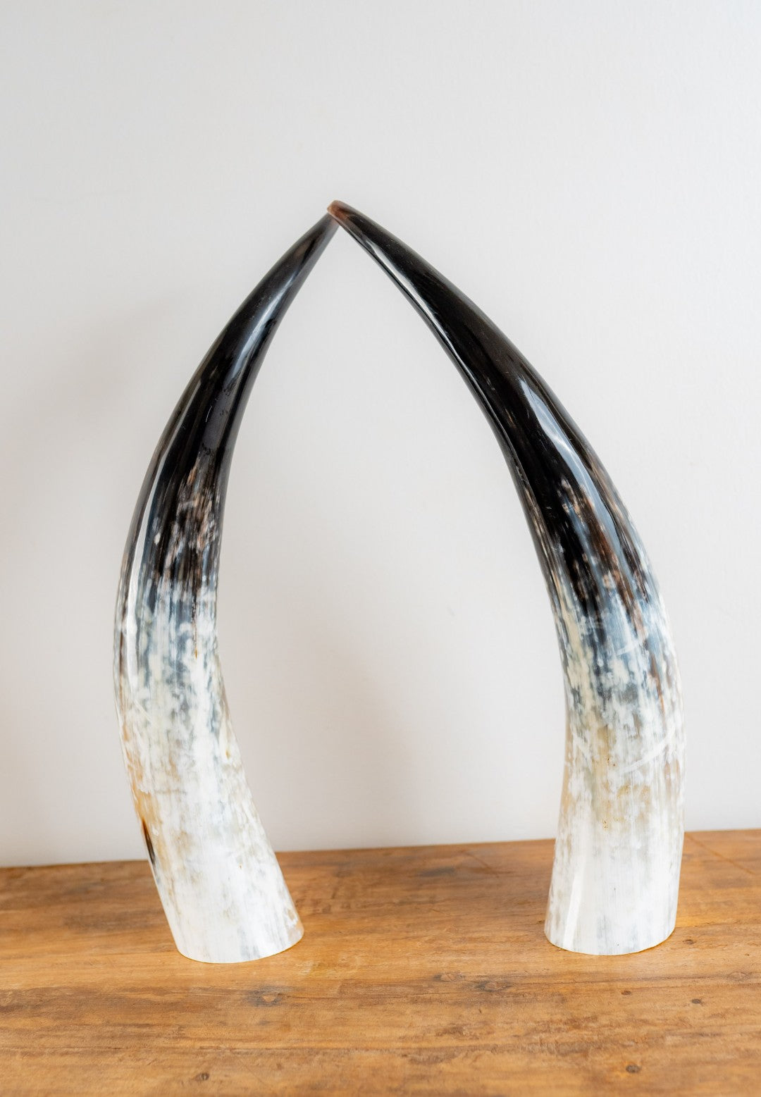 Ankole Horn